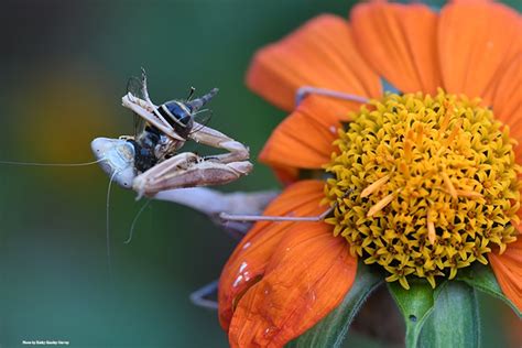 Urban Entomology Sets Theme For Bohart Museum Open House Entomology And Nematology News Anr Blogs