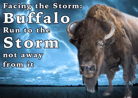 Bb Industries Llc Be The Buffalo And Face Lifes Storms Bb Industries Llc