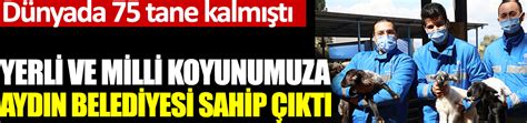 Tarsus üniversitesi rektörlüğüne ise prof dr.orhan aydın atandı. Yerli ve Milli koyunumuza Aydın Belediyesi sahip çıktı ...