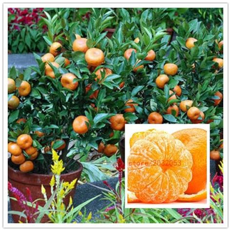 Orange Seeds Cold Hardy Sweet Mandarin Orange Tree Citrus