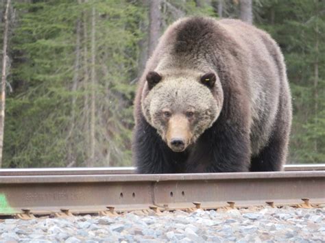 Banff Bear Occurrence Report Underway For Season Lakelandtodayca