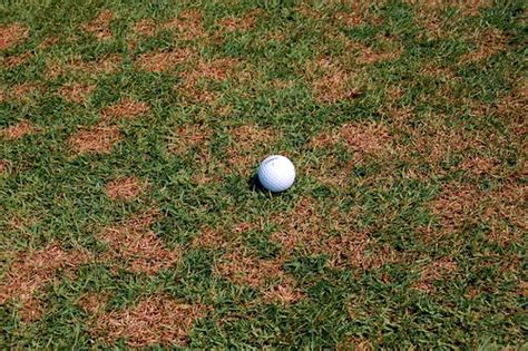 Download Control Brown Patch Zoysia Grass Backuperwish
