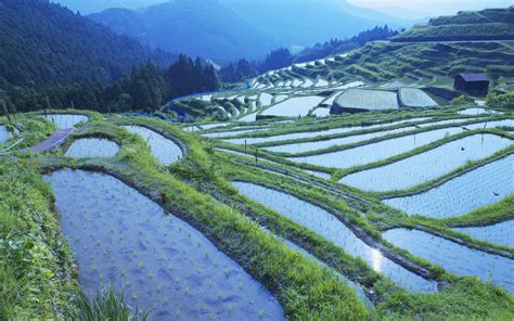 Rice Paddy Mie Prefecture Japan Wallpapers Hd Wallpapers 48663