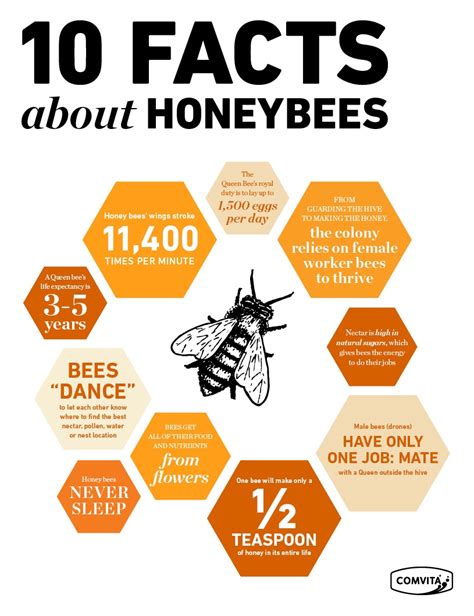 10 Interesting Facts About The Honey Bees Comvita