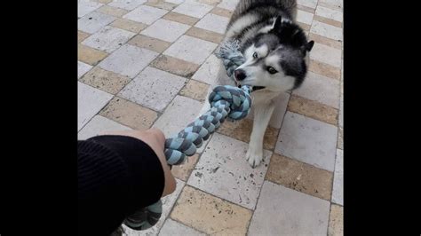 Funny Husky And His Pal Playing Nicely Together Youtube