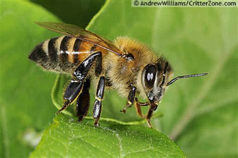 European Or Western Honey Bee Apis Mellifera Works Of The Creator