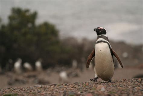 Pinguinos Datos Curiosos Que Debes Conocer