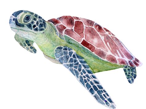 Sea Turtle Watercolor By Julia On Dribbble