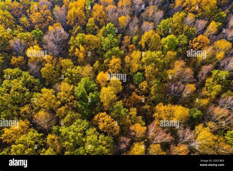 Aerial Top Down View Of Autumn Forest With Green And Yellow Trees