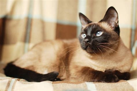 Siamese Cat Breed Information And Breed Petguide Petguide