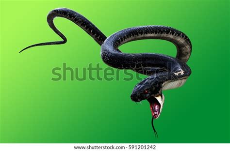 3d King Cobra Black Snake Worlds Stock Illustration 591201242