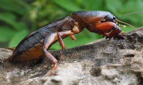 Mole Cricket Pest Removal Warrior