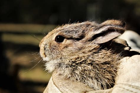 Baby Bunny Close Up Free Stock Photo Public Domain Pictures