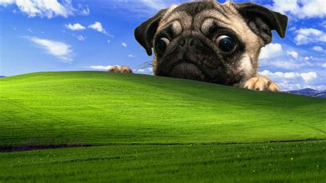 Fawn Pug And Microsoft Windows Field Wallpaper Windows Xp