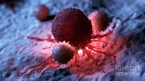 Illustration Of White Blood Cells Attacking A Cancer Cell Photograph By
