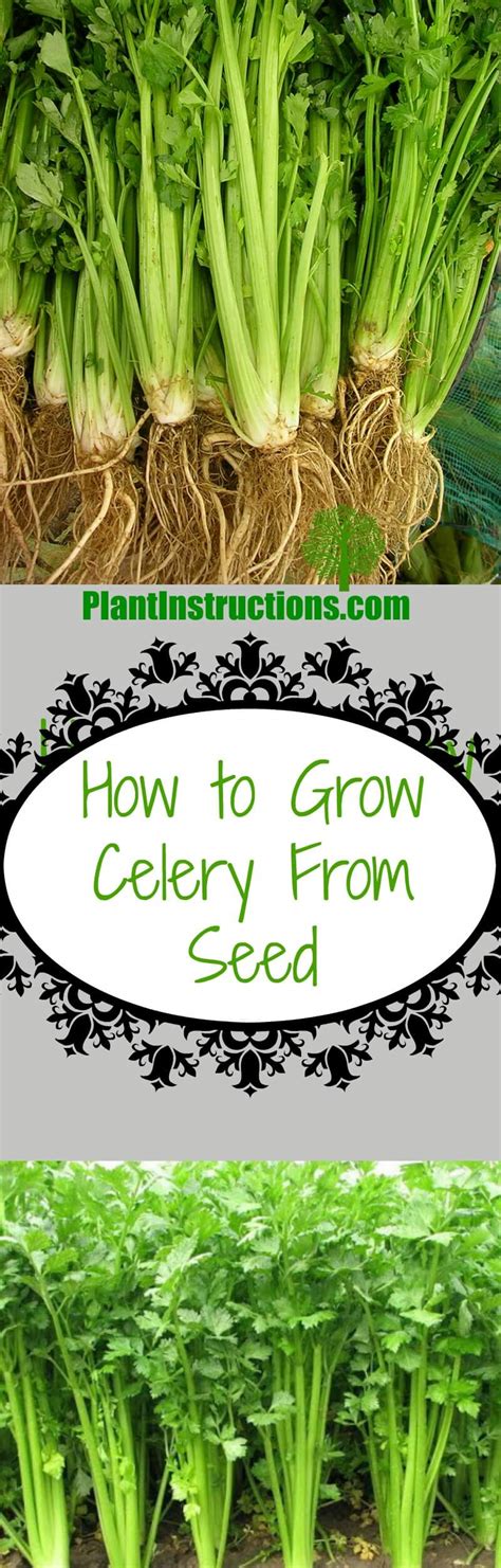 How To Grow Celery From Seed Plant Instructions