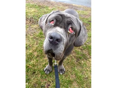 Make sure to browse our latest review about this illness, its symptoms and treatments to prevent this from so, what exactly is cherry eye? 'Puppy Mill' Dog Gets Surgery for Cherry Eye | Boston, MA ...
