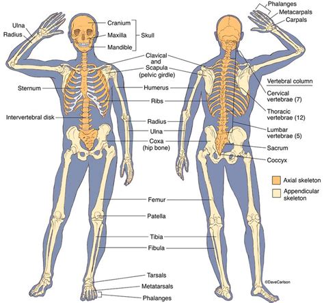 Skeletal System Carlson Stock Art Skeletal System Skeletal System