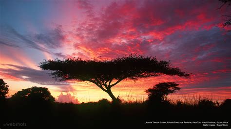 Webshots Desktop Wallpaper Screen Savers Acacia Tree Sunset Africa