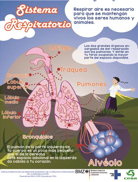 Infografia Sistema Respiratorio Infographics90 Images