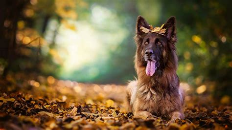 German Shepherd Dog Wallpapers Top Những Hình Ảnh Đẹp