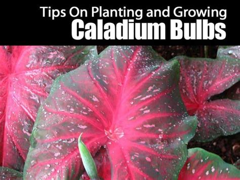 This will encourage leaf growth and discourage flower production. Your Complete Guide To Planting And Growing Caladium Bulbs