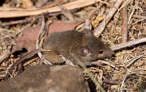 9 Free Marsupial Mouse And Antechinus Images Pixabay