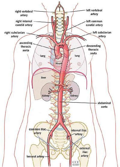 Diagram Of Aorta In Body