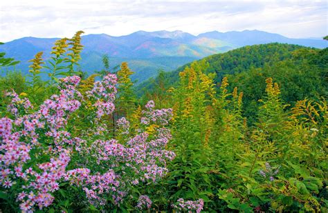 Fall Wildflowers And Early Fall Color Along The Blue Ridge Parkway
