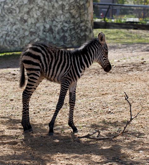 Baby Zebra Welcomed At Como Zoo Bring Me The News