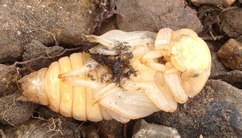 Beetles like masked chafer, green june beetle, and may. identification - What is this white grub I found in my ...