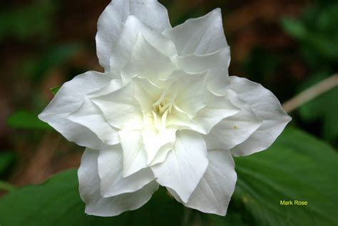 It is native throughout the cool temperate northern hemisphere in asia and europe, but is like many perennial flowering plants, c. Plants - North Carolina Native Plant Society