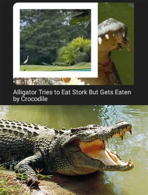 The Real Predator Crocodile Imgflip
