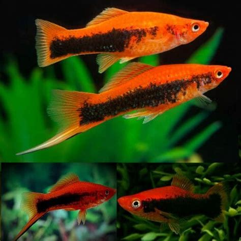 swordtails red tuxedo swordtail xiphophorus hellerii 5cm aquarium central