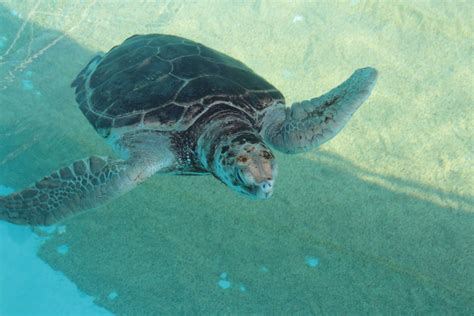 Turtle Nesting On Coffs Coast At Record High But Endangered Green