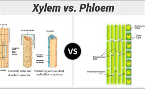 Differences Between Xylem And Phloem Major Differences Otosection