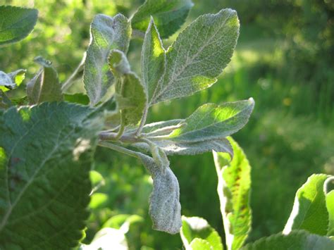 We did not find results for: Powdery Mildew on Apple | Purdue University Facts for ...