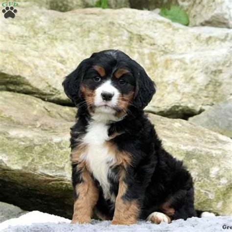 Taffy Miniature Bernese Mountain Dog Puppy For Sale In