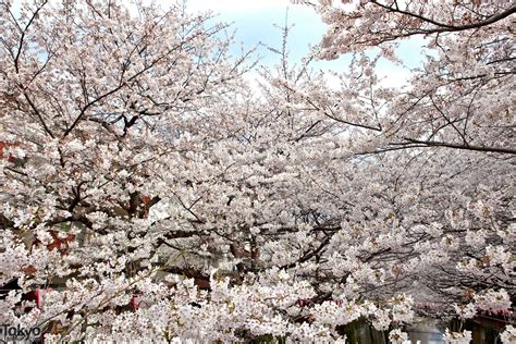 Cherry Blossoms On The Nakameguro River In Tokyo Pictures