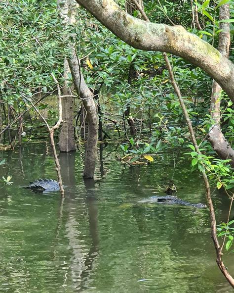 Rare Huge Majestic Crocodile Spotted At Sungei Buloh Wetland Reserve By