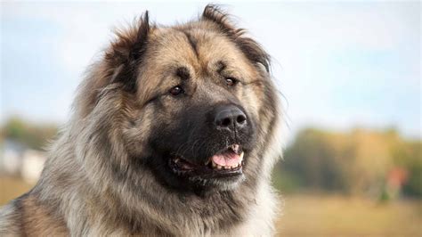 Caucasian Shepherd Dog Breed Complete Guide A Z Animals