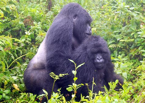 gorilla mating reproduction breeding and courtship