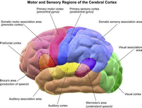 The human brain is incredibly other computer scientists prefer to design systems that don't use the brain as a model. Image result for brain homunculus broca lacunar infarct ...