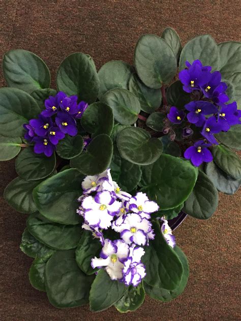 Plant Of The Week African Violet Incahoots