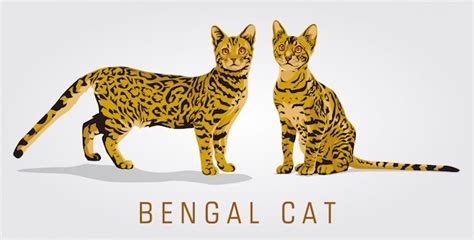 Premium Vector Bengal Cat Vector Illustration
