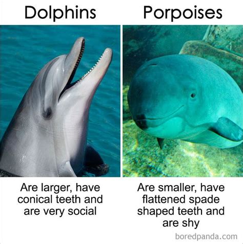 Things That Sound And Almost Look The Same But They Are Actually