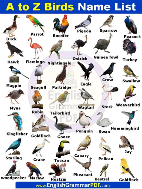 A To Z Birds Names List In English With Pictures Pdf Pdf