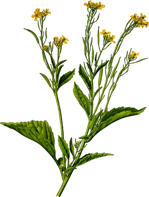 Mustard Plantplantflower Png Clipart Royalty Free Svg Png