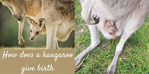 How Does A Kangaroo Give Birth