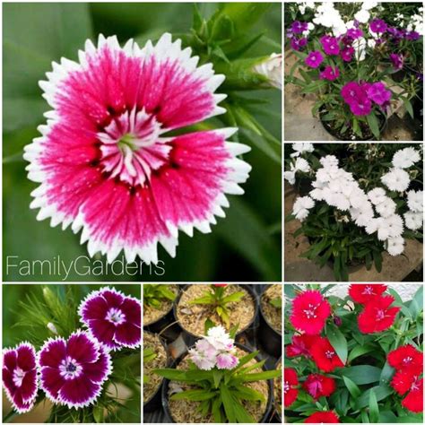 Jual Tanaman Hias Bunga Anyelir Dianthus Bicolor Hybird Berbagai Warna